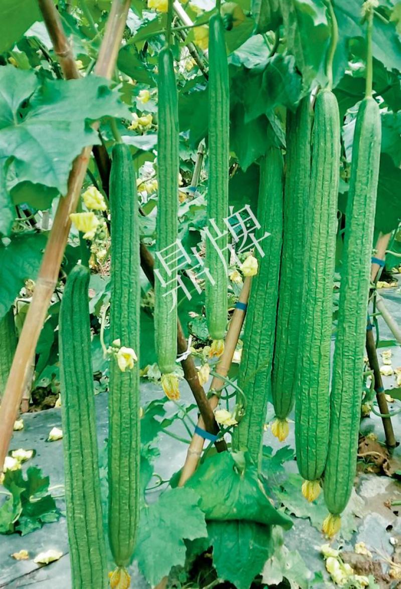 丝瓜种子优香3号节节有丝瓜长而不弯早熟高产优质