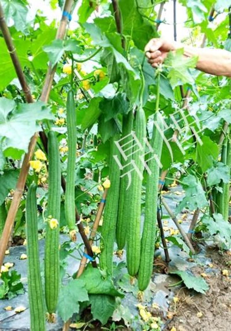 丝瓜种子优香3号节节有丝瓜长而不弯早熟高产优质
