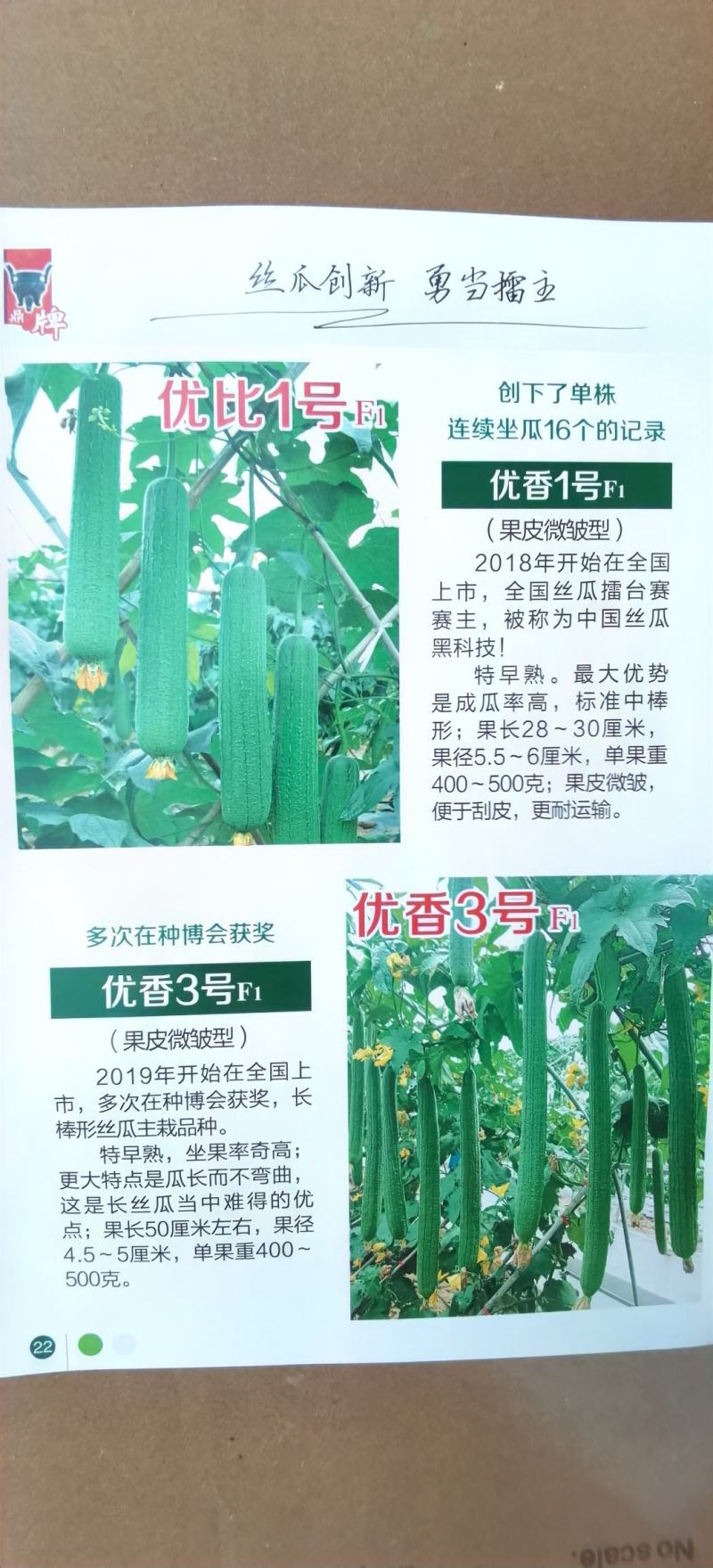 丝瓜种子优香3号节节有丝瓜长而不弯早熟高产优质