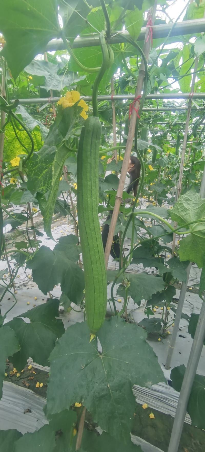 丝瓜种子优香3号节节有丝瓜长而不弯早熟高产优质