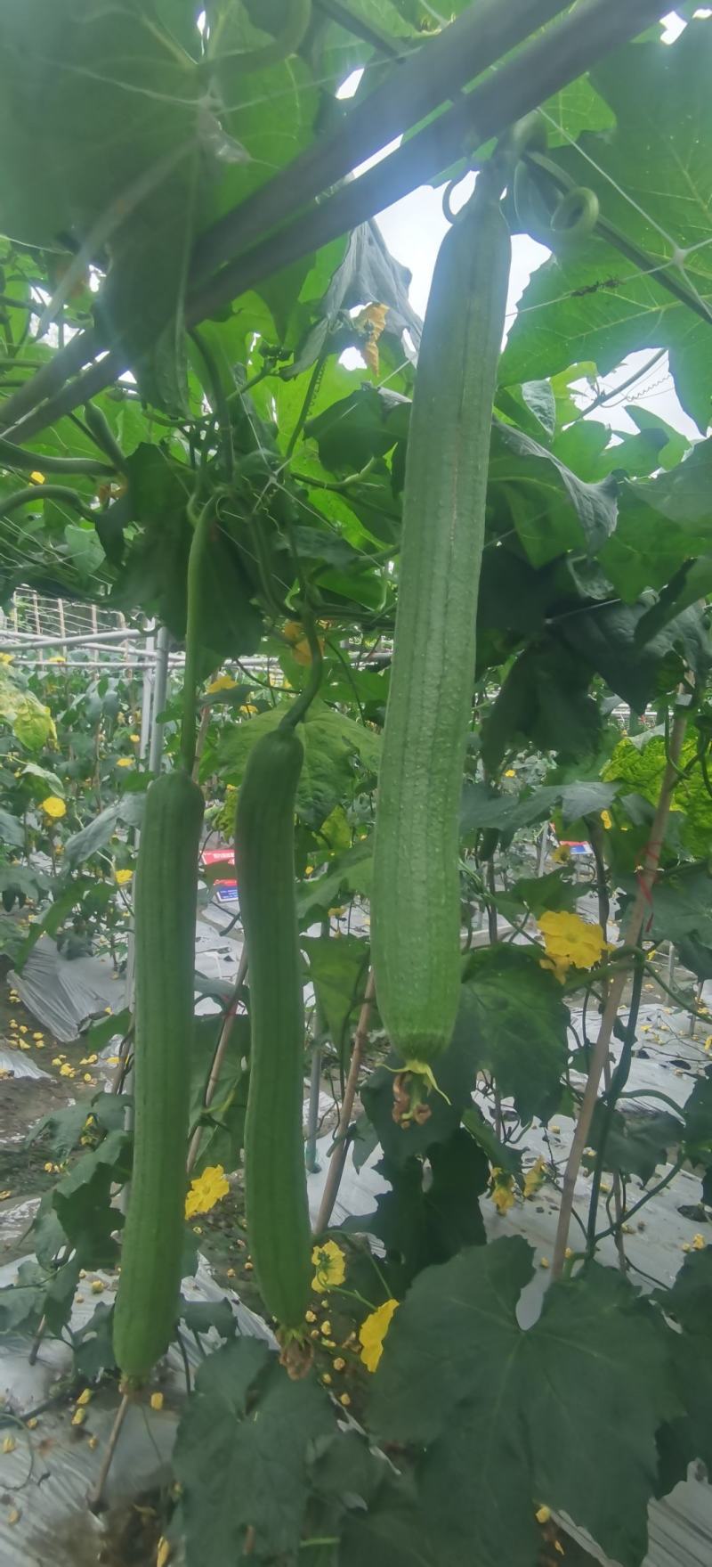 丝瓜种子优香3号节节有丝瓜长而不弯早熟高产优质