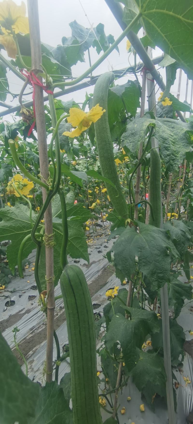 丝瓜种子优香3号节节有丝瓜长而不弯早熟高产优质