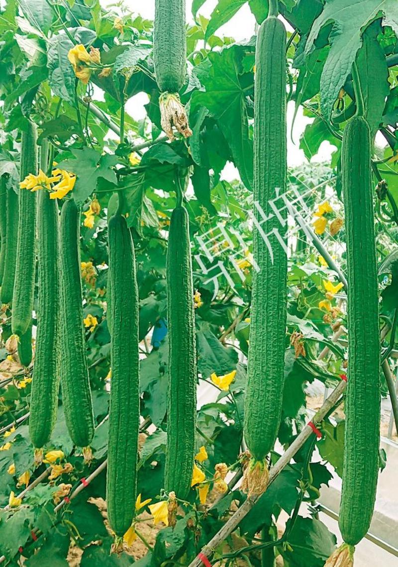 丝瓜种子优香3号节节有丝瓜长而不弯早熟高产优质