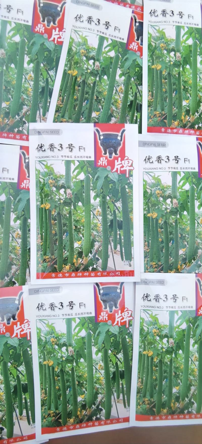 丝瓜种子优香3号节节有丝瓜长而不弯早熟高产优质