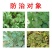 百农思达10%苯醚甲环唑果树西瓜葡萄番茄白粉病黑星病炭疽