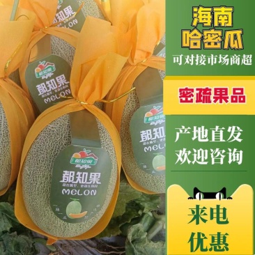 海南海沙地晓蜜25号哈蜜瓜可供各大市场，平台商超！