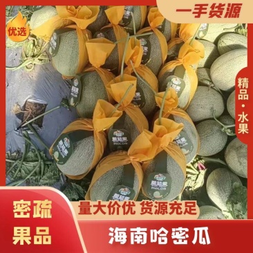 海南海沙地哈密瓜25号大量现货，可供应电商！商超！