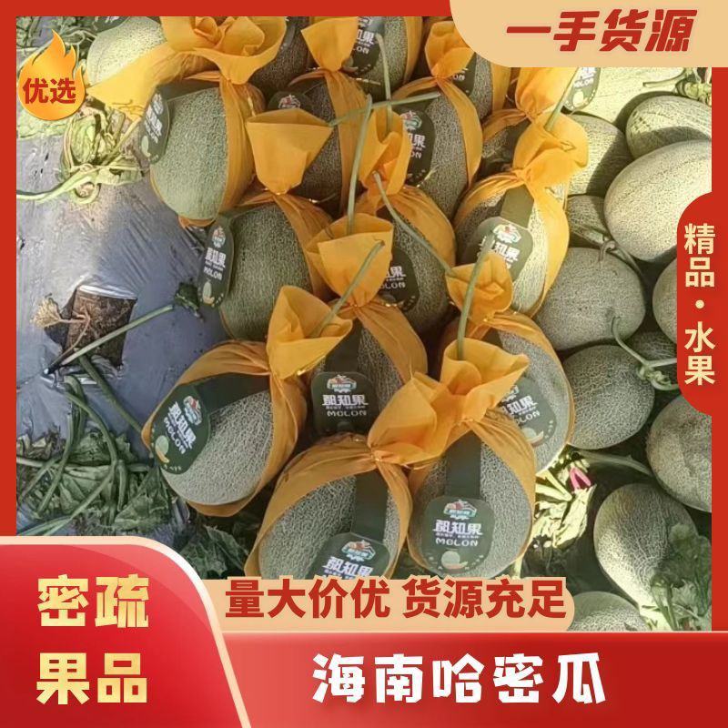 海南海沙地哈密瓜25号大量现货，可供应电商！商超！