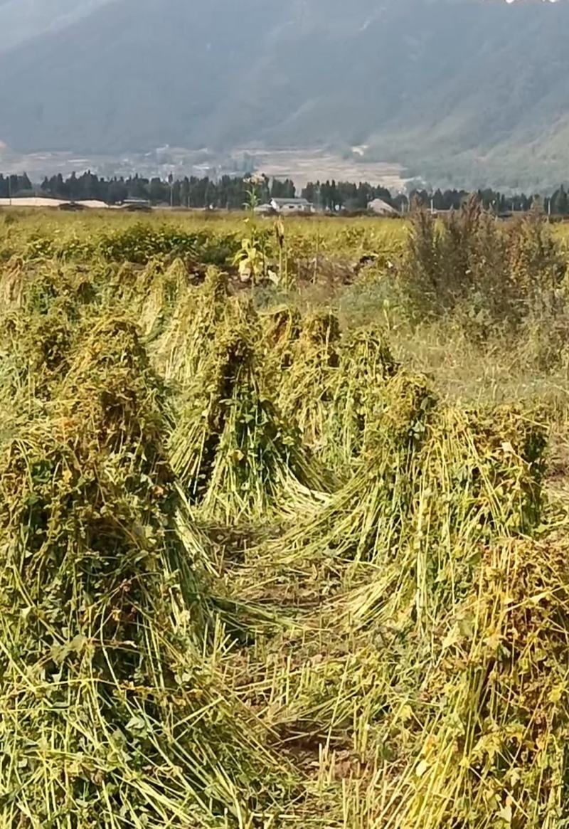 高海拔苦荞