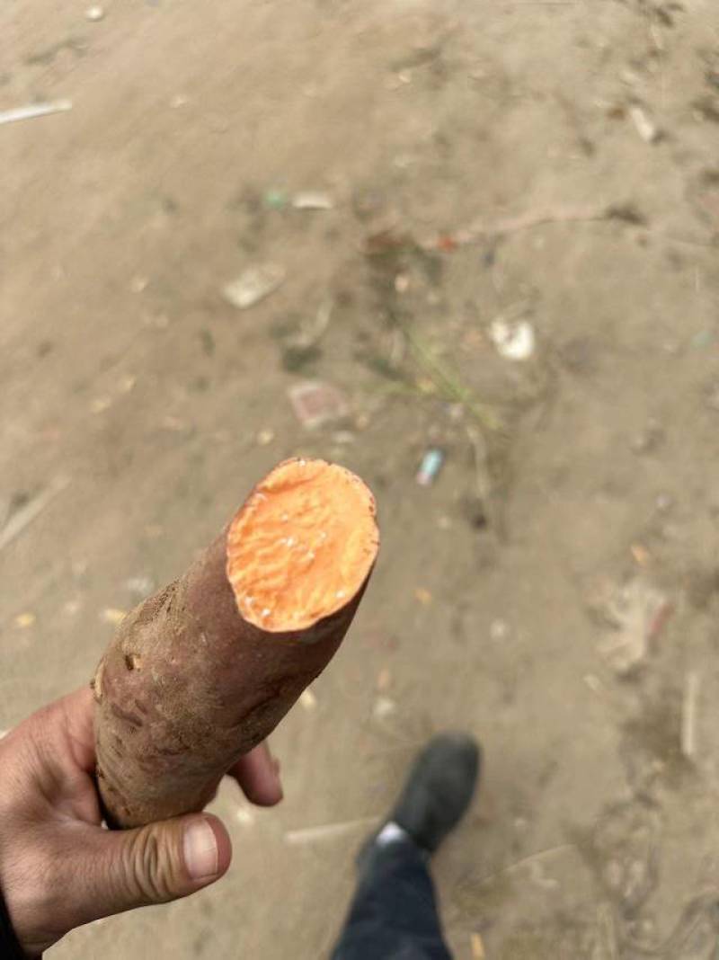 河南开封沙地红薯大量上货，蜜薯，量大从优