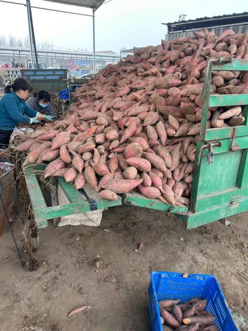 河南开封沙地红薯大量上货，蜜薯，量大从优