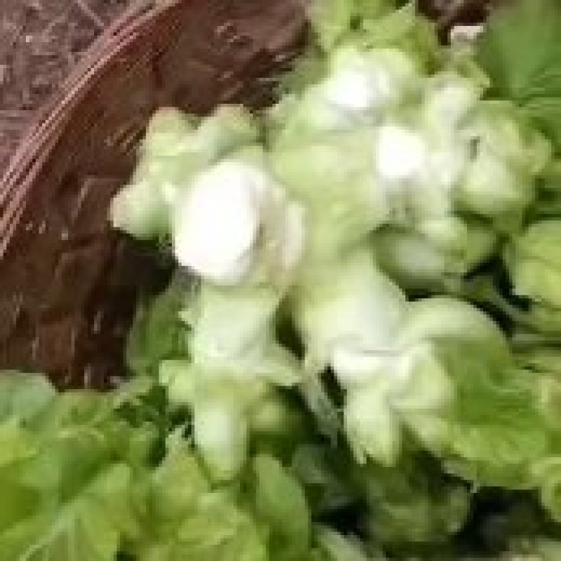 仁寿儿菜