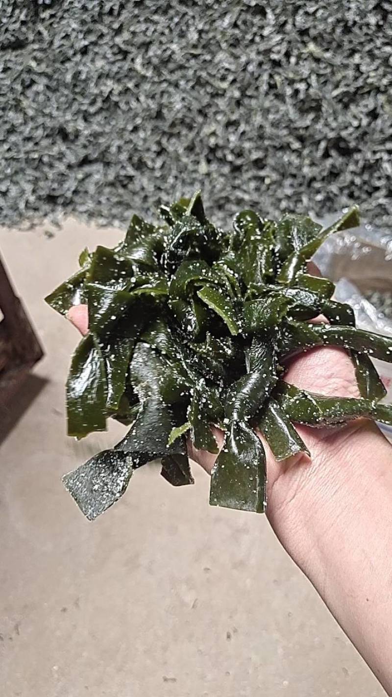 海带结，海带扣，干海带结山东实力供货，保质保量