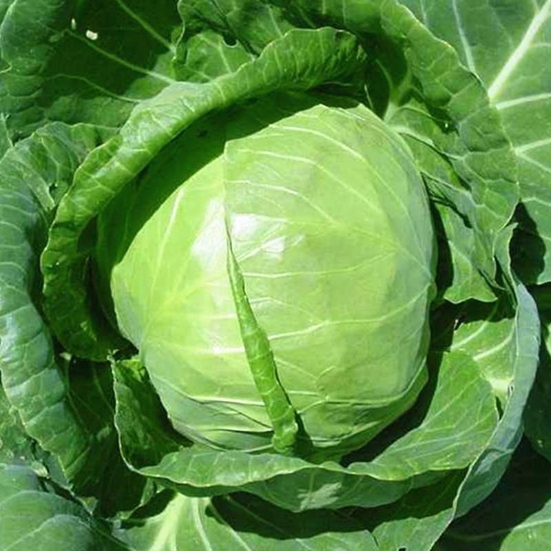 春秋圆球绿甘蓝佳美特结球甘蓝种子卷心菜包头菜种子