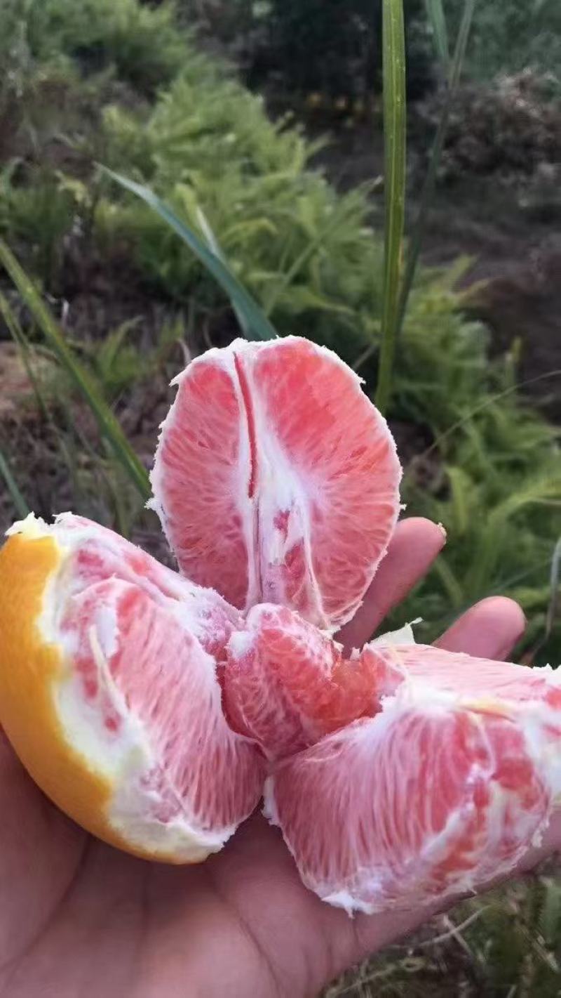 赣南血橙，橙中橙(彩箱发货)