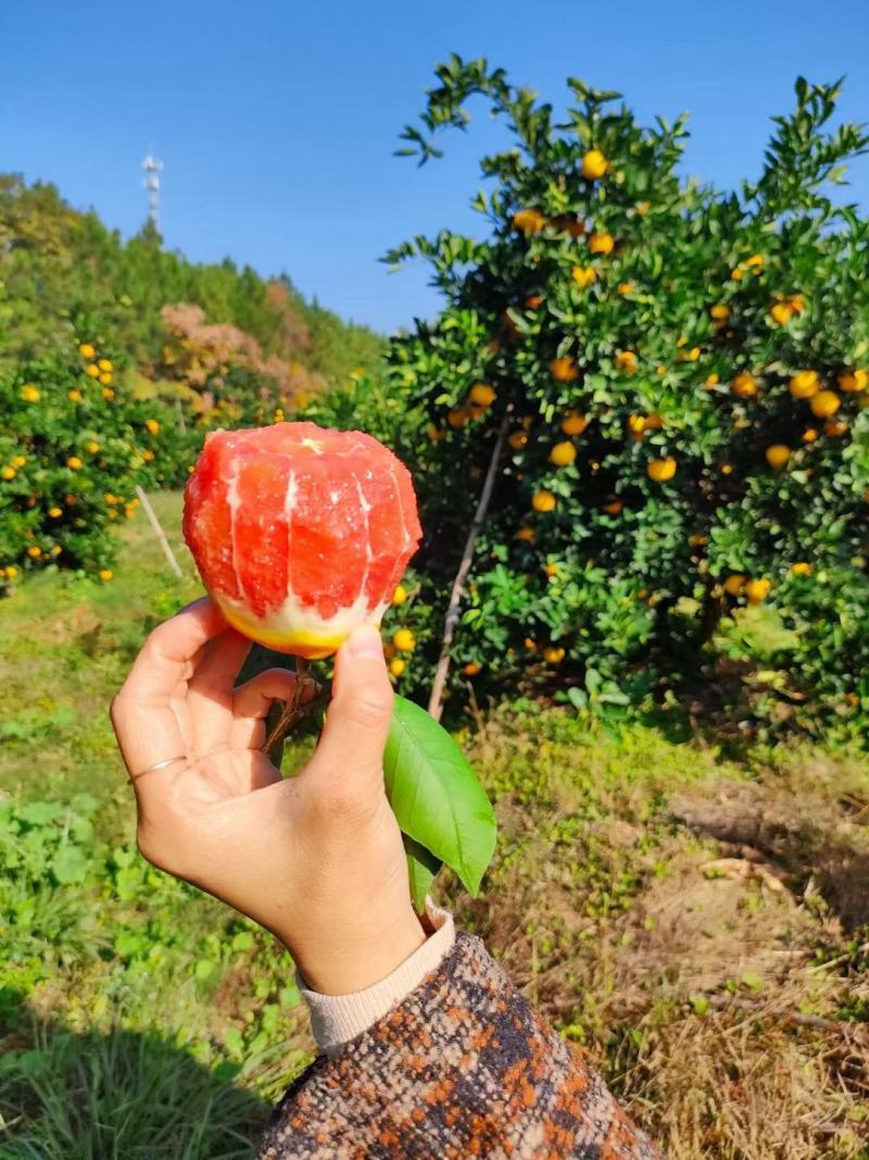赣南血橙，橙中橙(彩箱发货)