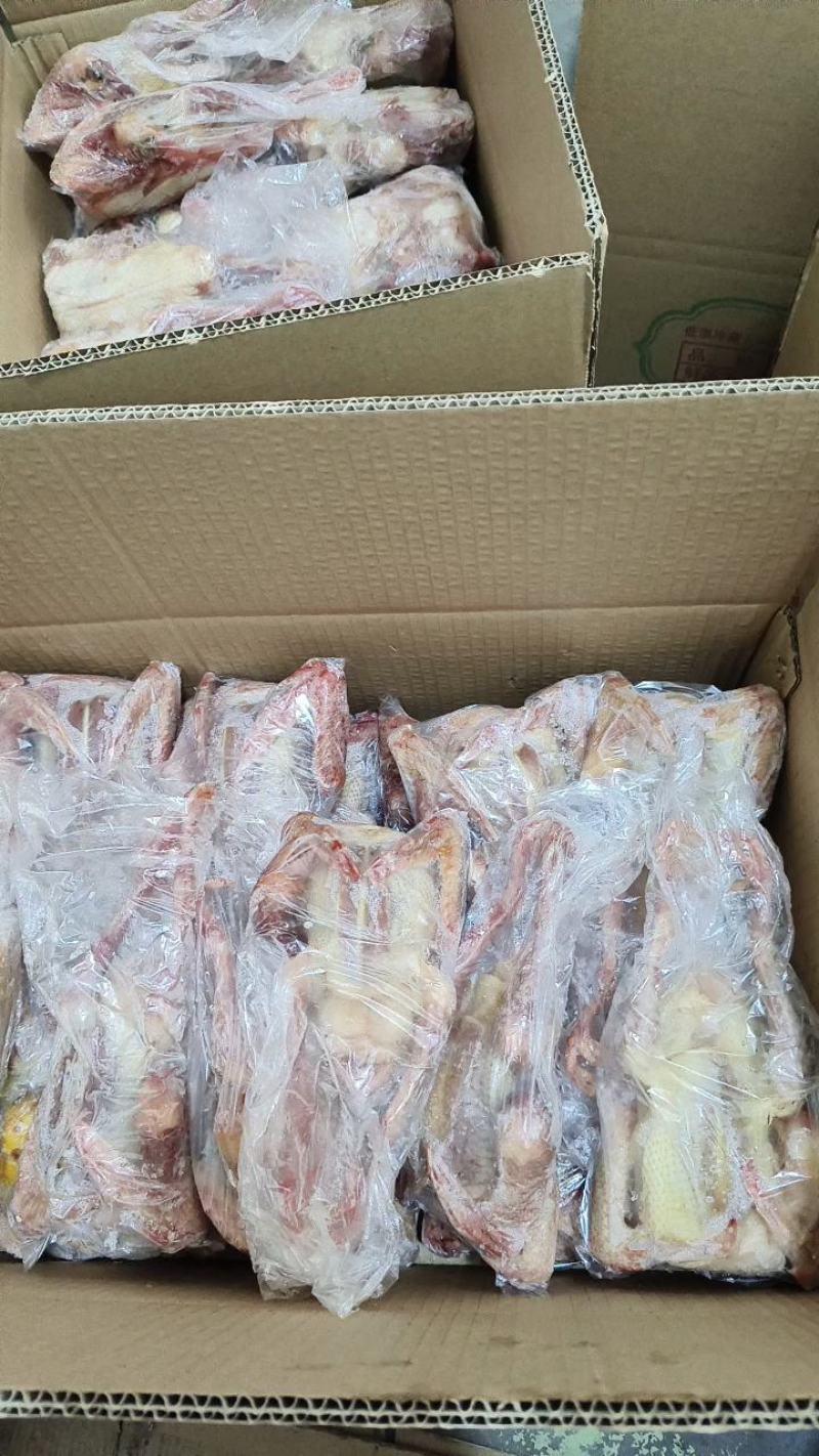 乳鸽原粮乳鸽老鸽子工厂发货保证质量对接电商餐饮批发商