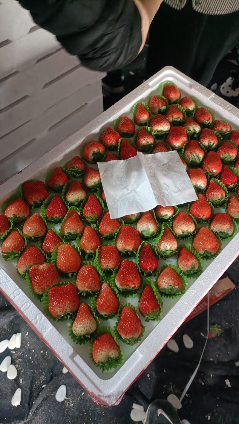 江苏省邳州市港上镇妙香草莓品质保证产地直发可视频看货