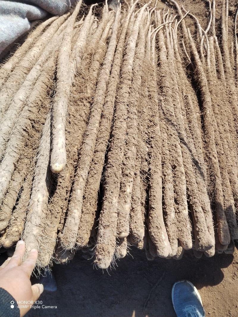 【铁棍山药】河南濮阳山药视频看货实地订货按需求分拣打包