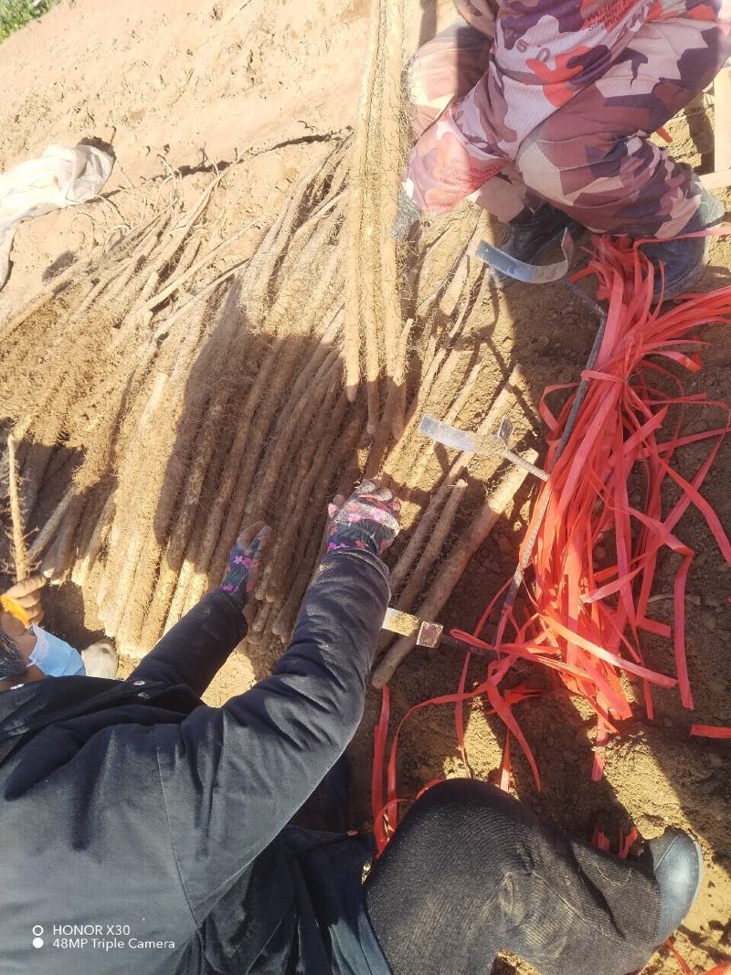 【铁棍山药】河南濮阳山药视频看货实地订货按需求分拣打包