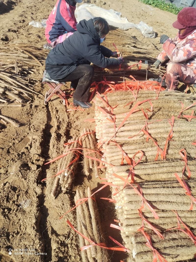 【铁棍山药】河南濮阳山药视频看货实地订货按需求分拣打包