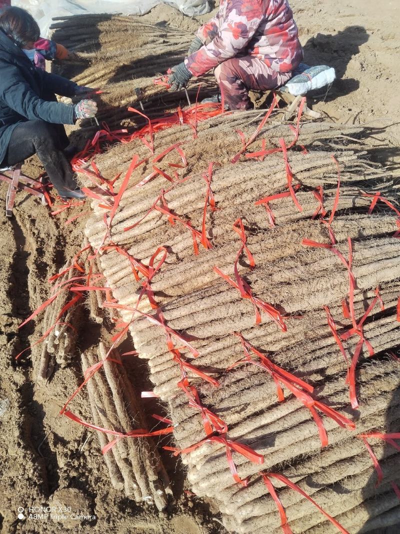 【铁棍山药】河南濮阳山药视频看货实地订货按需求分拣打包