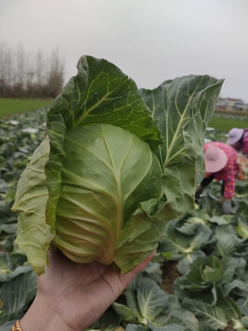 热卖湖北天门精选甘蓝圆包菜全国发货产地直发