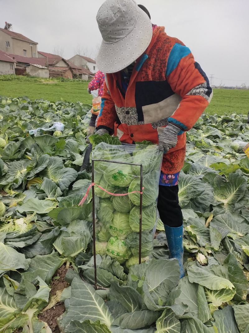 热卖湖北天门精选甘蓝圆包菜全国发货产地直发