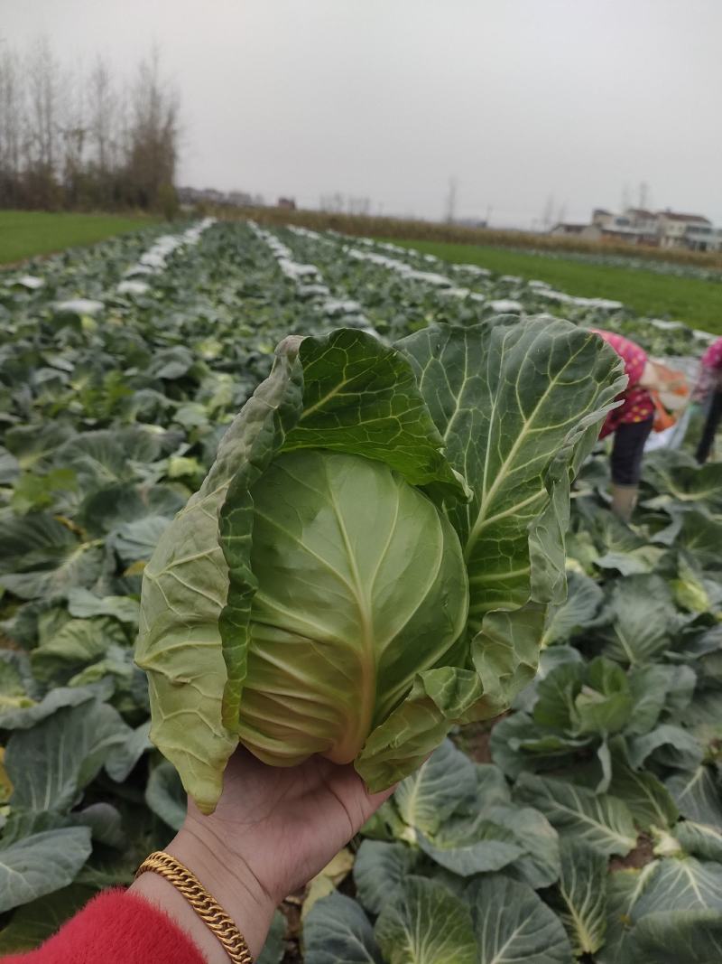 热卖湖北天门精选甘蓝圆包菜全国发货产地直发