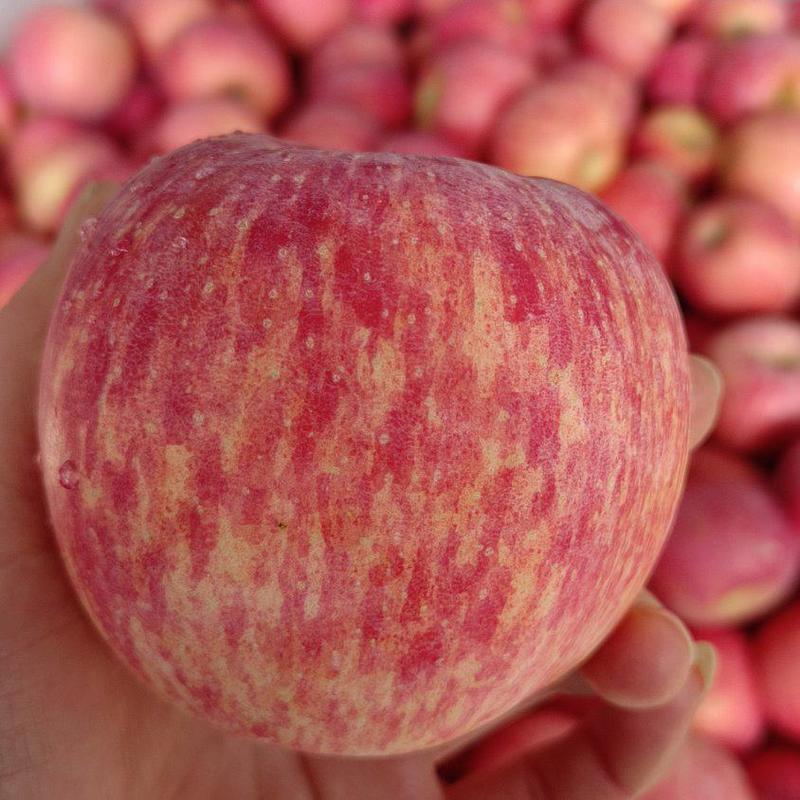 精品红富士苹果，口感脆甜，表光鲜艳，质优价廉，诚信经营