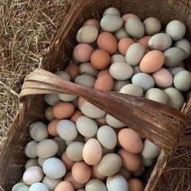 农家枣树林散养土鸡，土鸡蛋，真正的蔬菜粮食喂养
