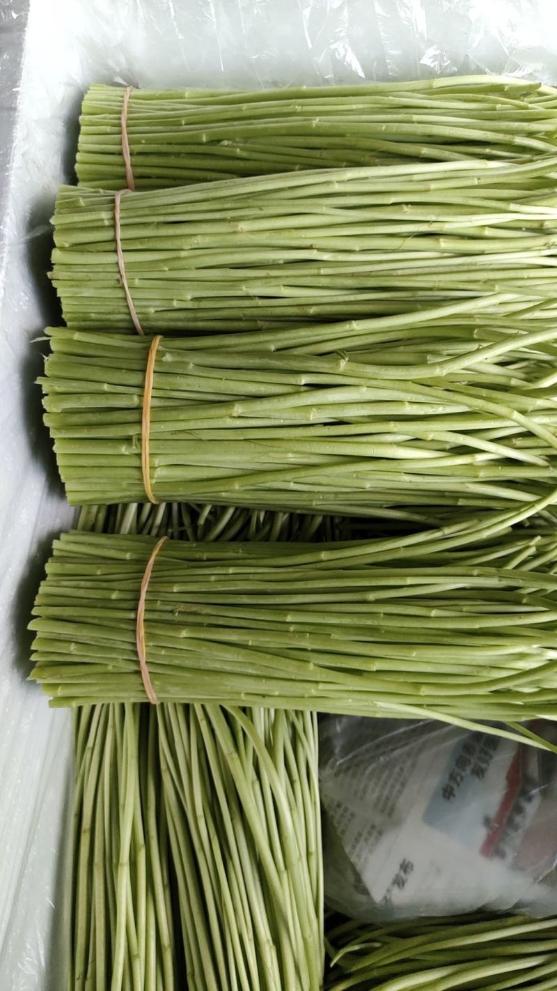 云南基地精品芦蒿，一手货源，货源充足质量保证，全国发货。
