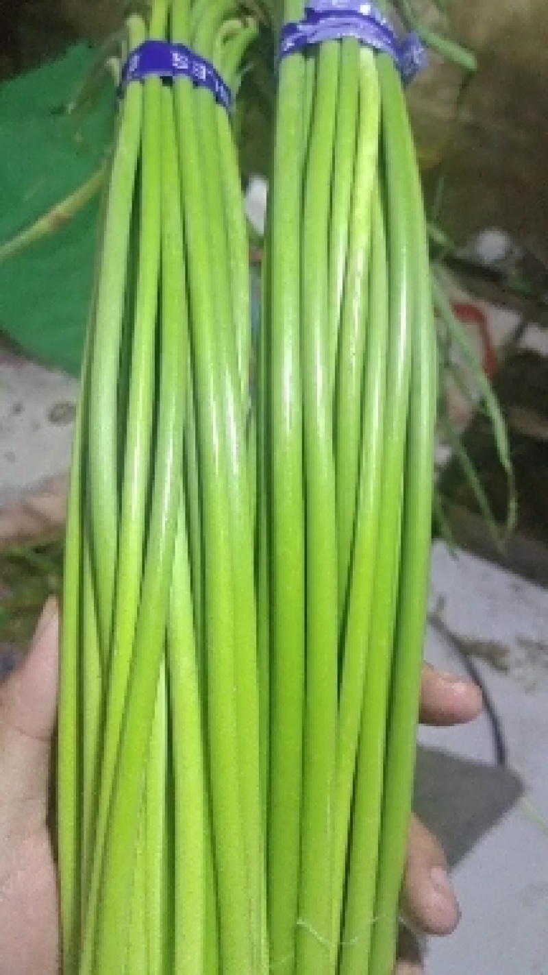 白帽蒜苔红帽蒜苔精品蒜苔随到随物美价诚信第一