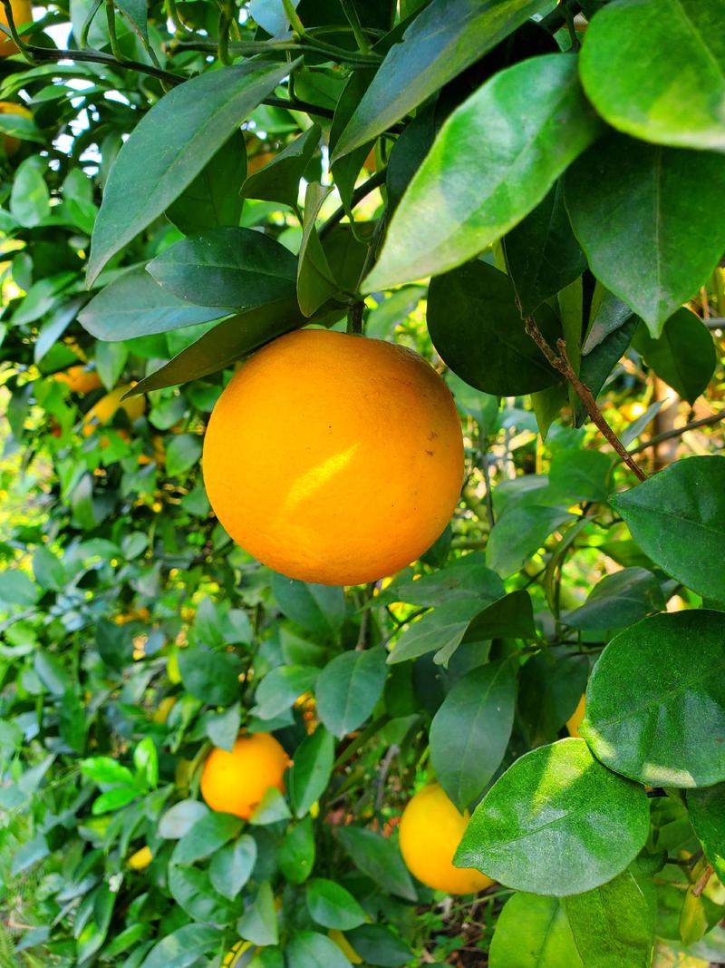 柳橙，红江橙果面干净支持电商社团代发
