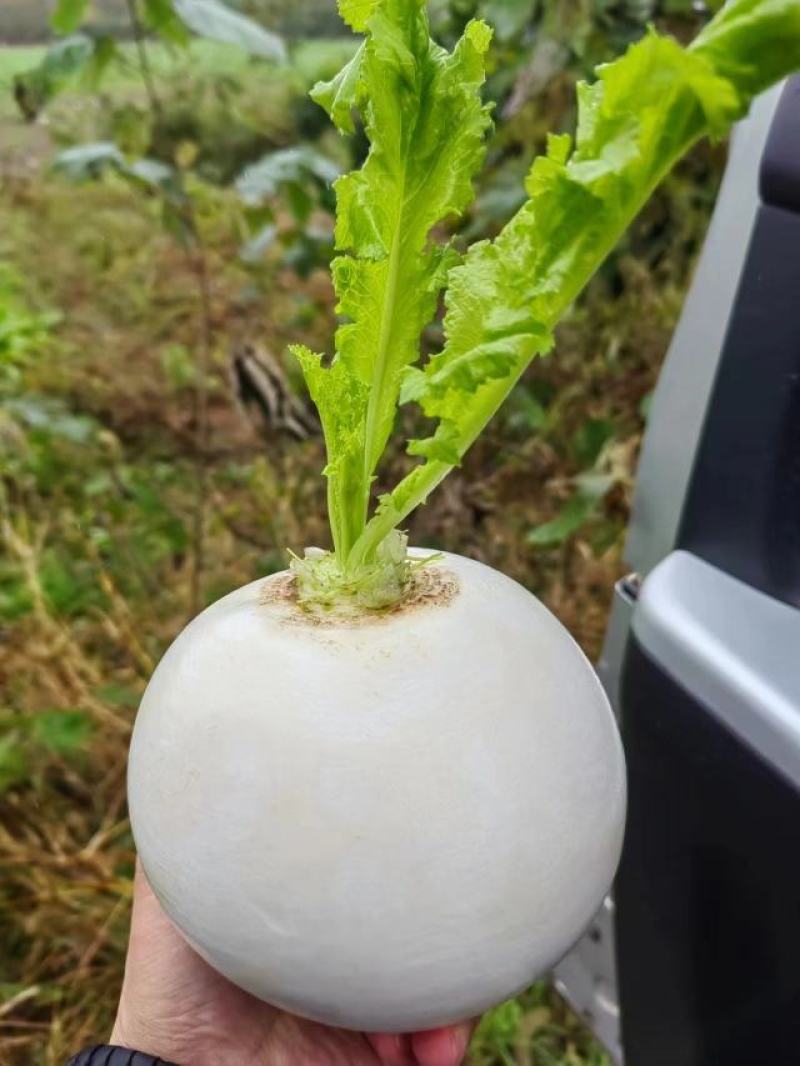 萝卜