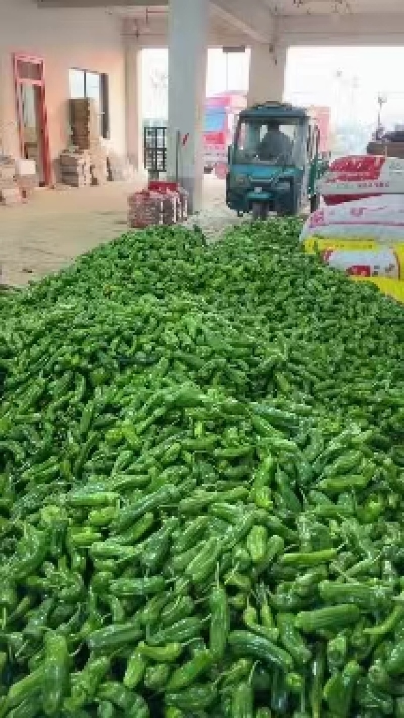 精品芜湖椒，山东费县芜湖椒，现摘现发货，可视频看货一条龙