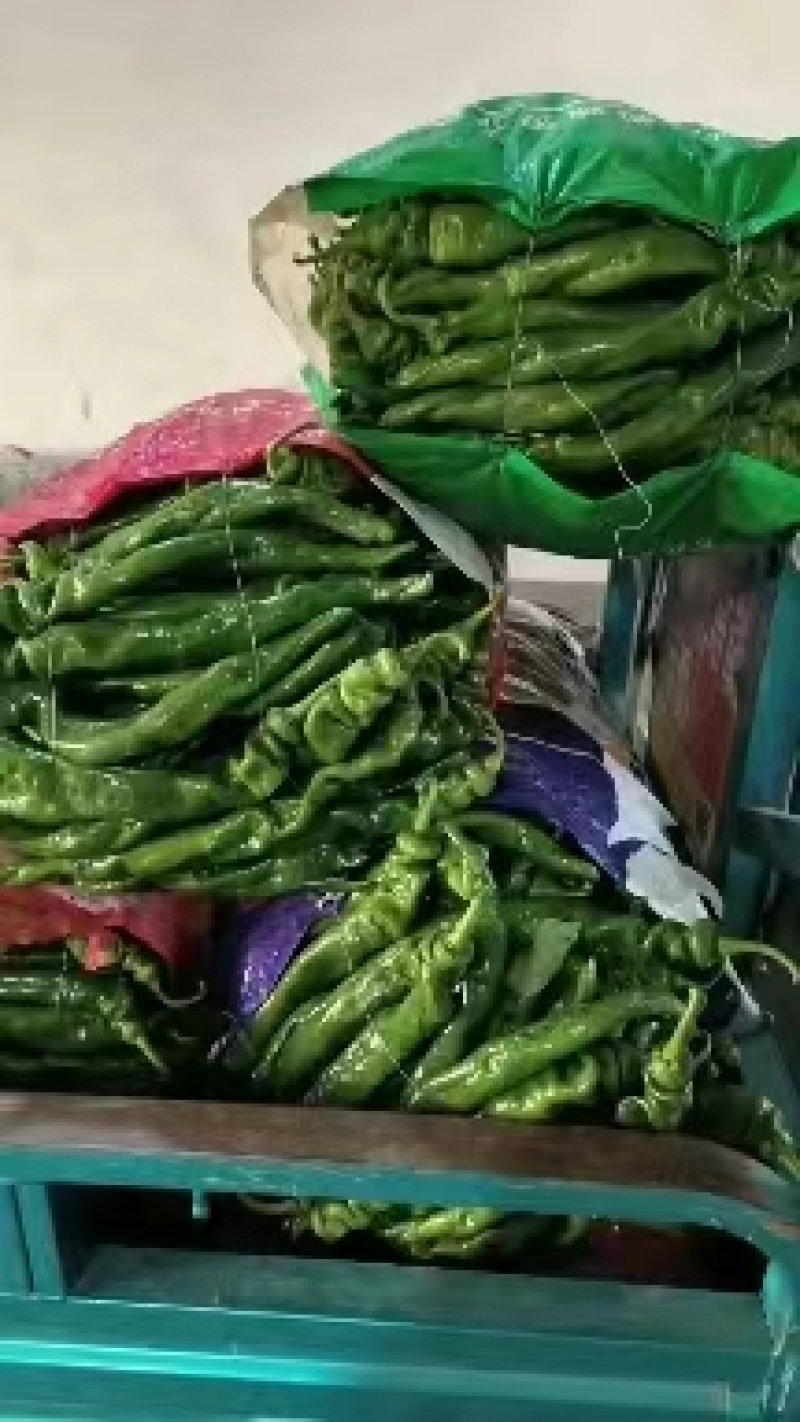 精品芜湖椒，山东费县芜湖椒，现摘现发货，可视频看货一条龙