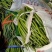 精品芜湖椒，山东费县芜湖椒，现摘现发货，可视频看货一条龙