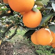 四川精品金堂脐橙，产地一手货源，新鲜保质，价格可谈欢迎来电