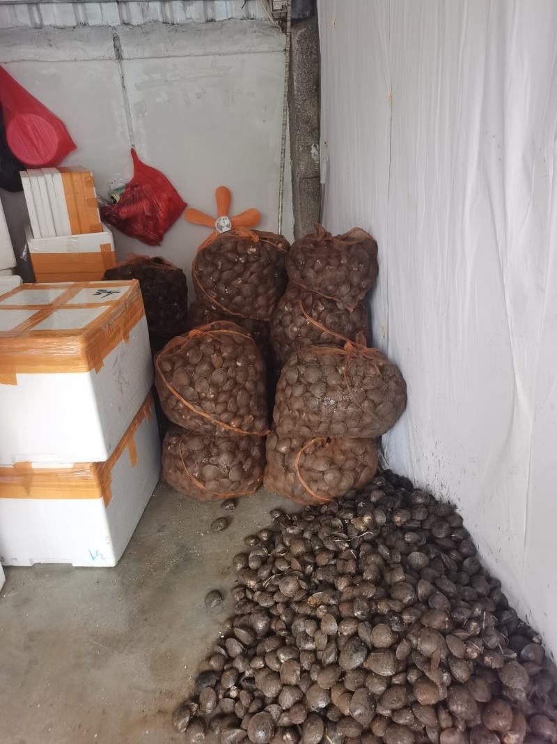 牛屎螺，红树蚬