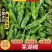 山东螺丝椒，精品螺丝长15公分以上，质量好，可代发货全国