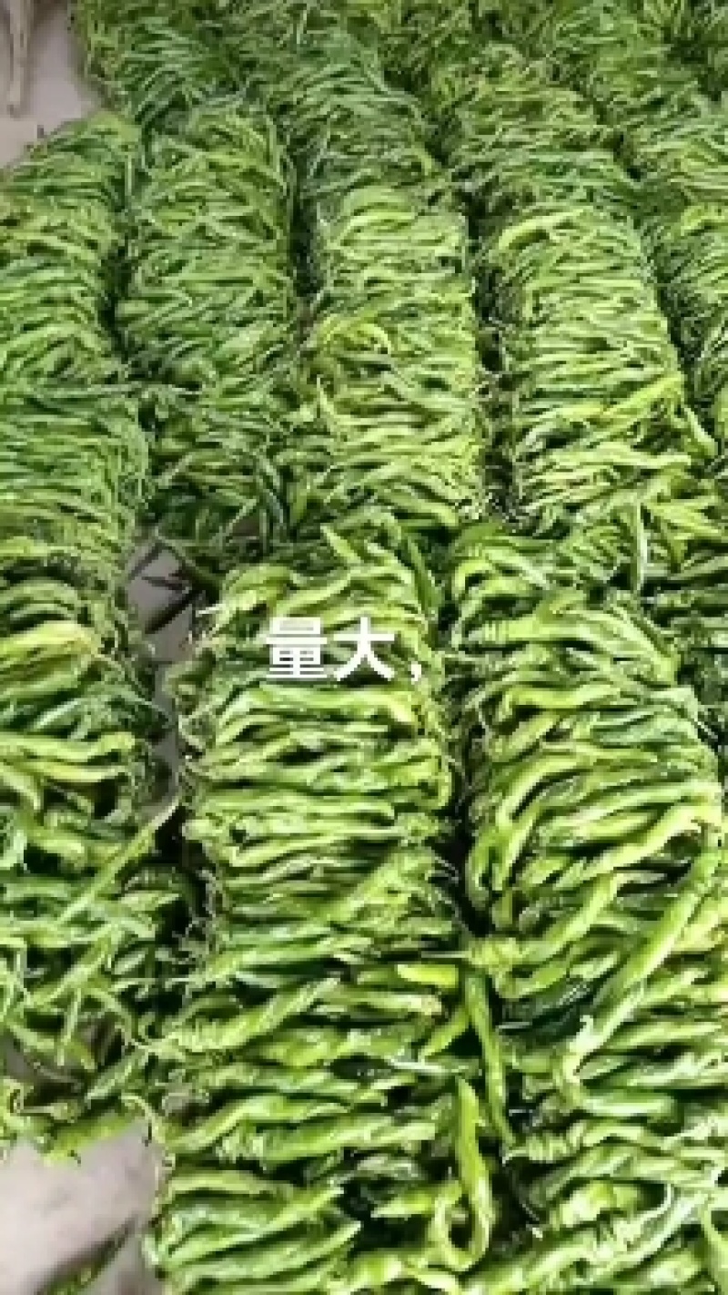山东螺丝椒，精品螺丝长15公分以上，质量好，可代发货全国