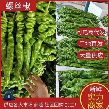 山东螺丝椒鲜可代发货，对接电商市场商超一条龙服务欢迎定购