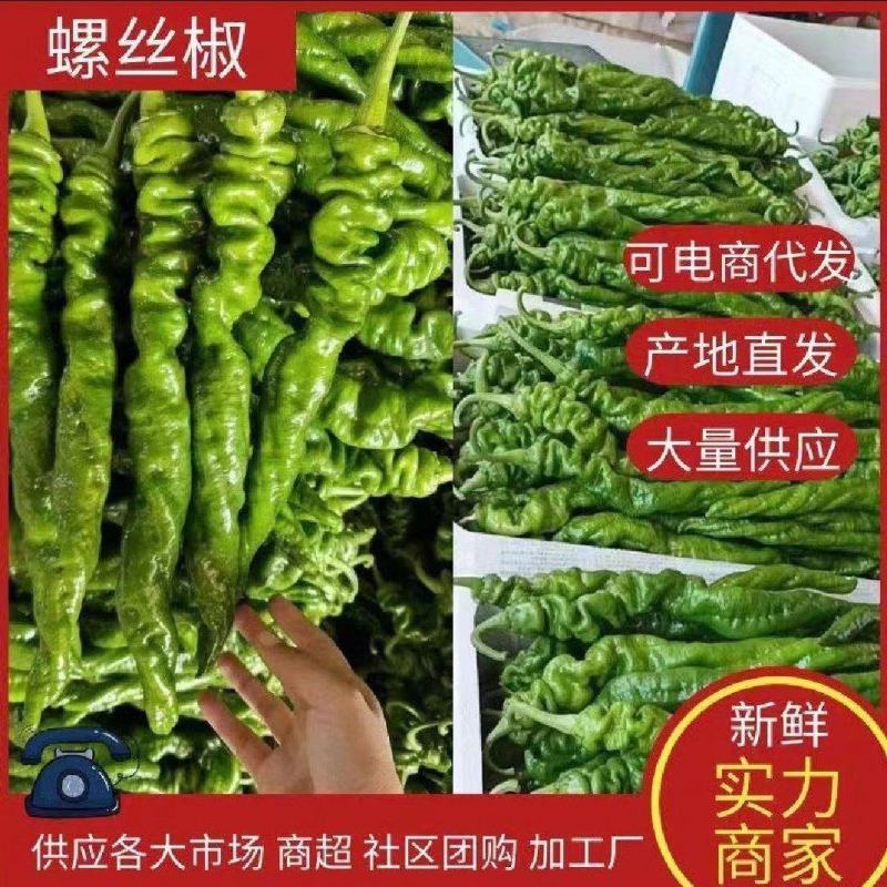 山东螺丝椒鲜可代发货，对接电商市场商超一条龙服务欢迎定购