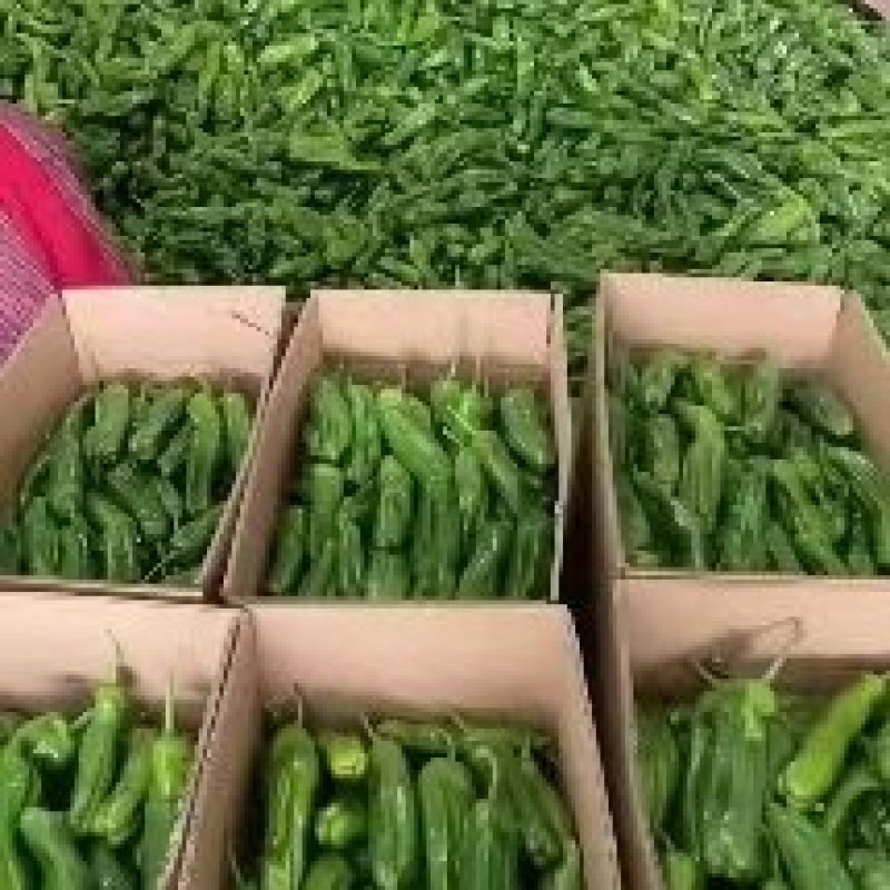 山东螺丝椒鲜可代发货，对接电商市场商超一条龙服务欢迎定购