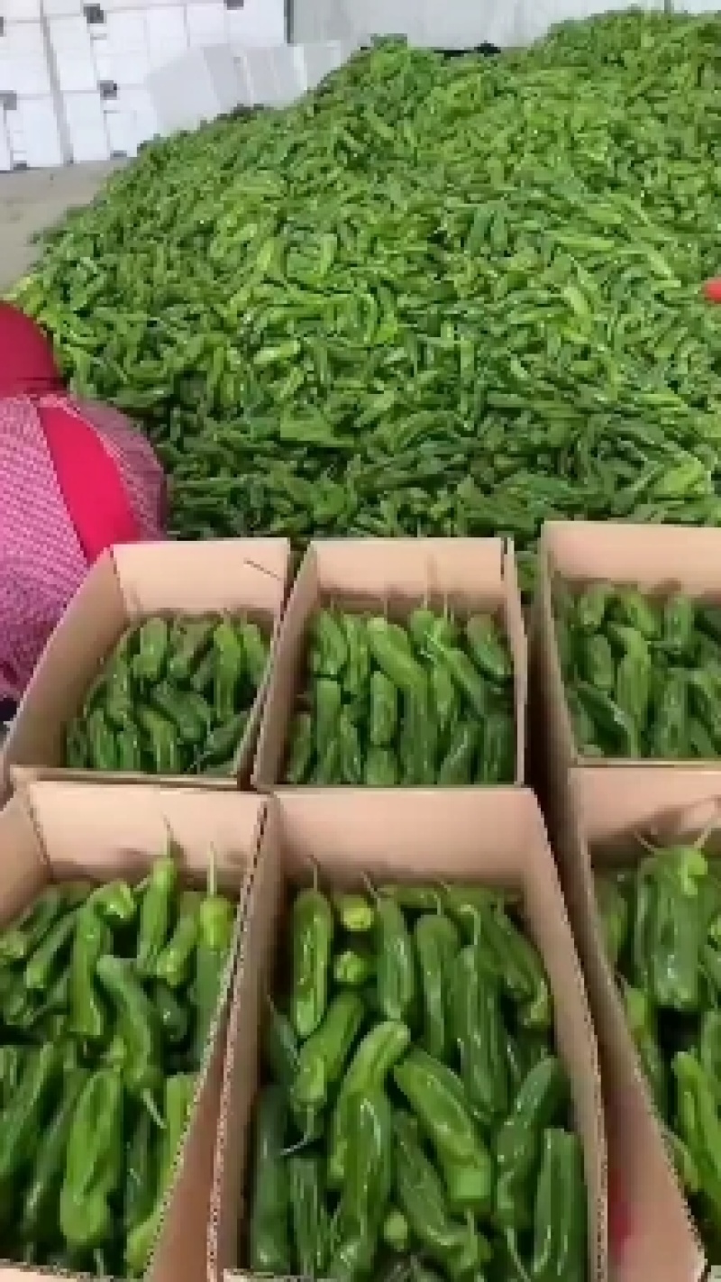 山东螺丝椒鲜可代发货，对接电商市场商超一条龙服务欢迎定购