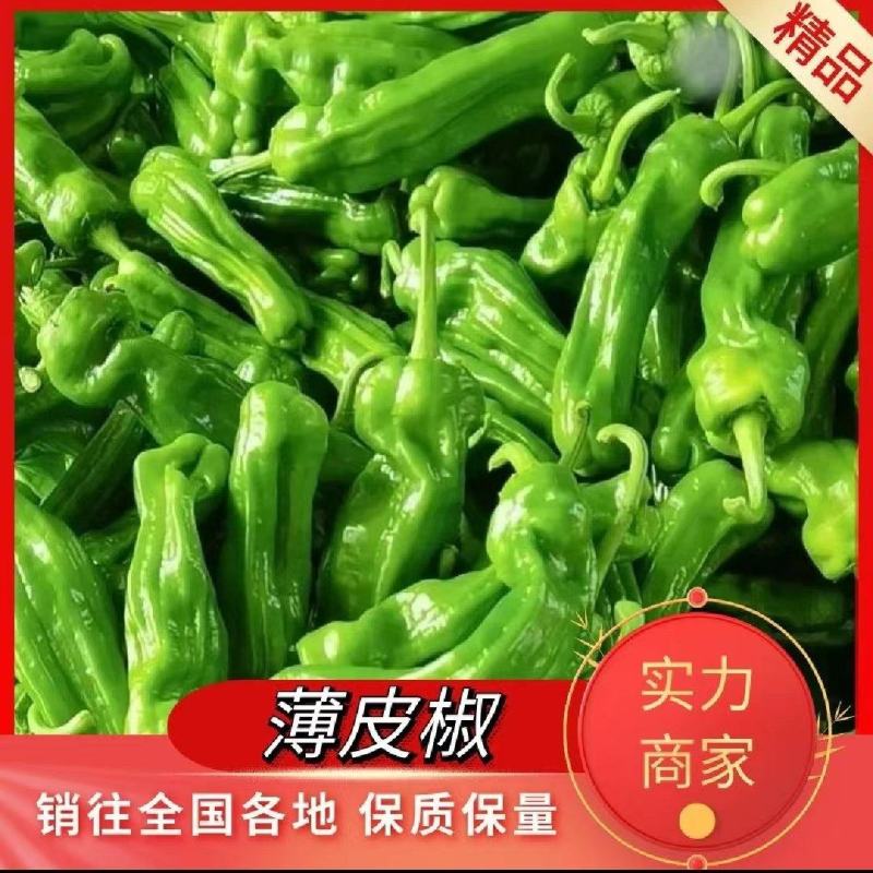 山东螺丝椒鲜可代发货，对接电商市场商超一条龙服务欢迎定购