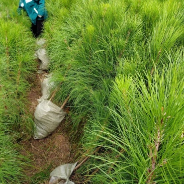 湿地松容器苗