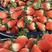 河南天仙醉草莓酸甜可口产地直发量大优惠品质保证欢迎咨询