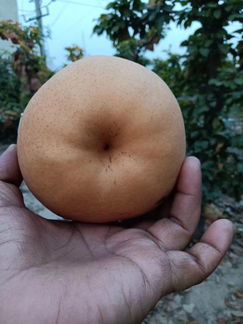 晚秋黄梨